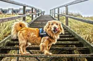 Home Beste hondentrap opties voor kleine en grote honden met veiligheid en stabiliteit