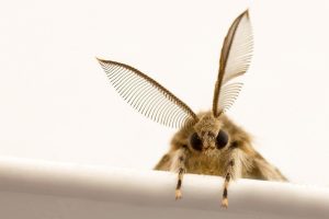 Home Tuta absoluta plaag op tomatenplant - duurzame bestrijdingsmethoden tegen deze schadelijke insectensoort
