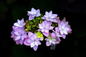 Home Duurzame bloemisten tonen seizoensgebonden bloemen met biologisch geteelde variëteiten in eco-vriendelijke verpakking